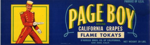 Page Boy